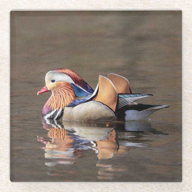 Mandarin Duck Glasuntersetzer (Vorderseite)