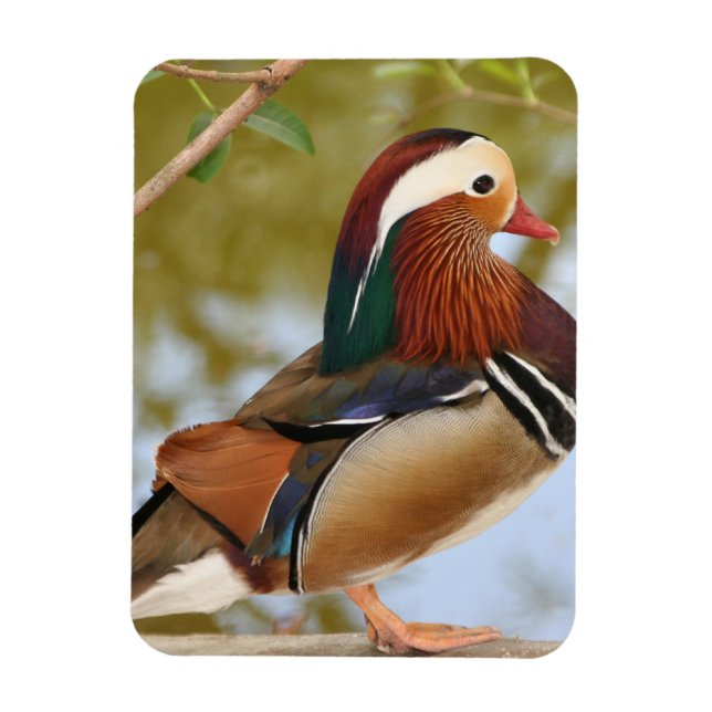 Mandarin Duck Magnet (Vertikal)