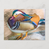 Mandarin Duck mit schönen Feathers