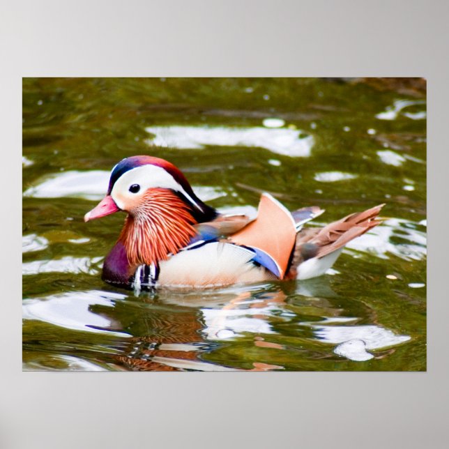 Mandarin Duck Poster (Vorne)