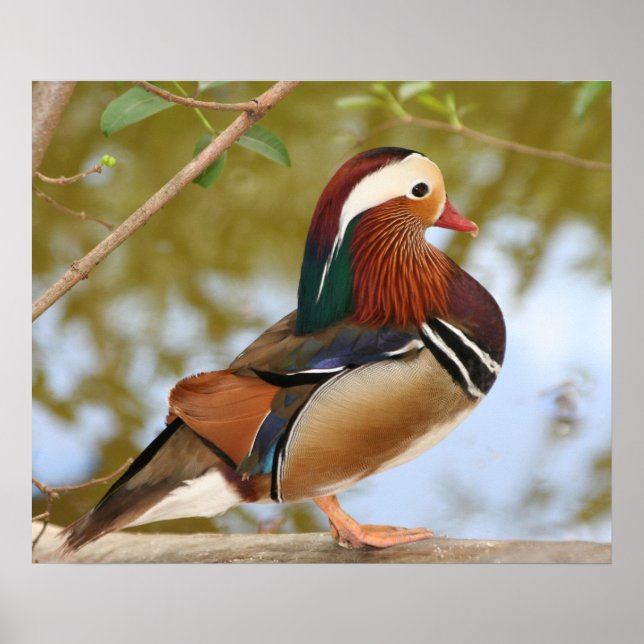 Mandarin Duck Poster (Vorne)