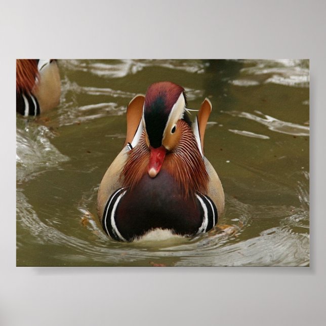 Mandarin Duck Poster (Vorne)