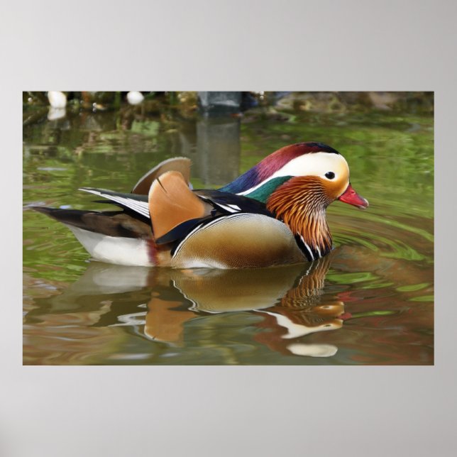 Mandarin Duck Poster (Vorne)