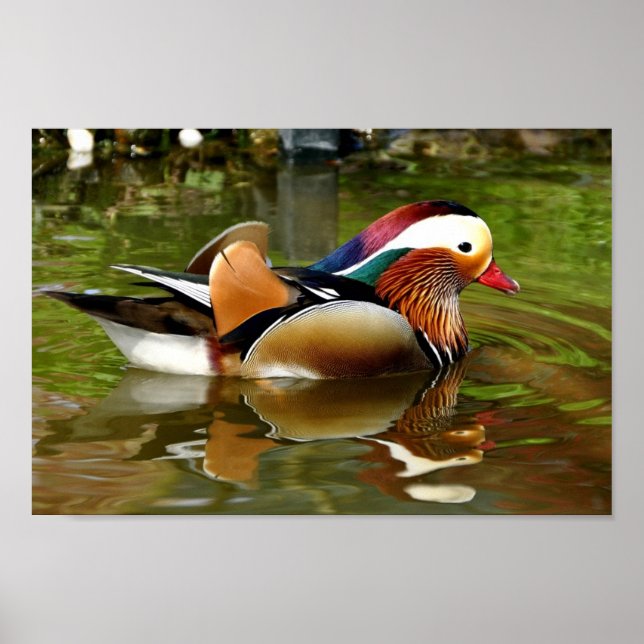 Mandarin Duck Poster (Vorne)