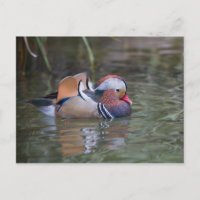 Mandarin Duck