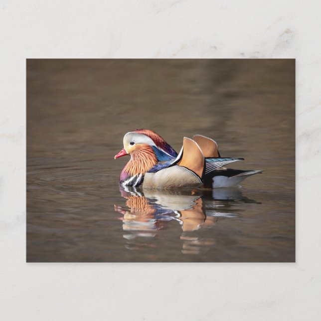 Mandarin Duck Postkarte (Vorderseite)