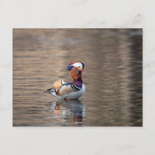Mandarin Duck Postkarte