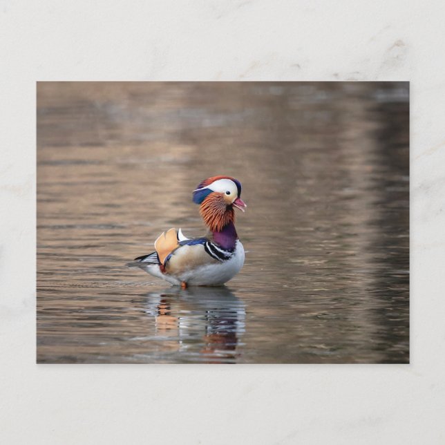 Mandarin Duck Postkarte (Vorderseite)