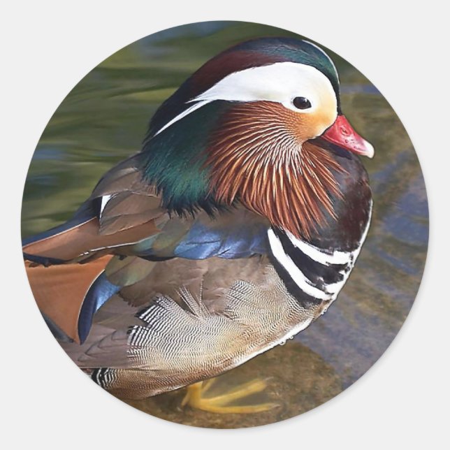 Mandarin Duck Runder Aufkleber (Vorderseite)