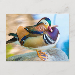 Mandarin Duck Stehend durch Wasser Postkarte