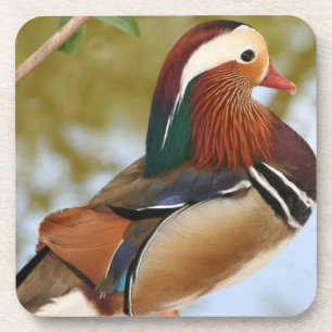 Mandarin Duck Untersetzer