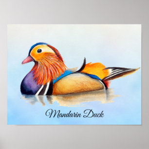 Mandarin Duck Watercolor Painting Poster