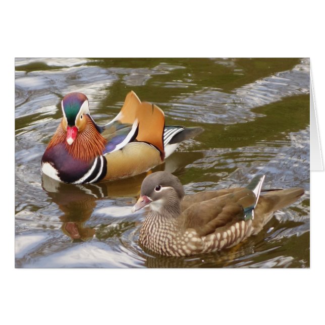 Mandarin Ducks Card (Vorderseite (Horizontal))