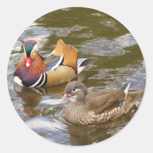 Mandarin Ducks Sticker