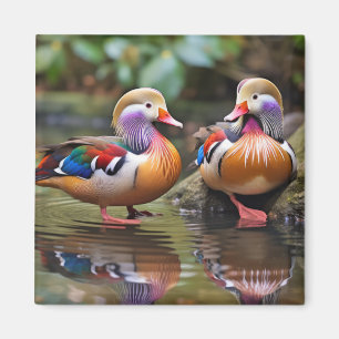 Mandarin Ente Animal Bird Wildlife Wilderness Art Magnet