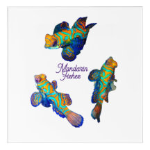 Mandarin-Fische