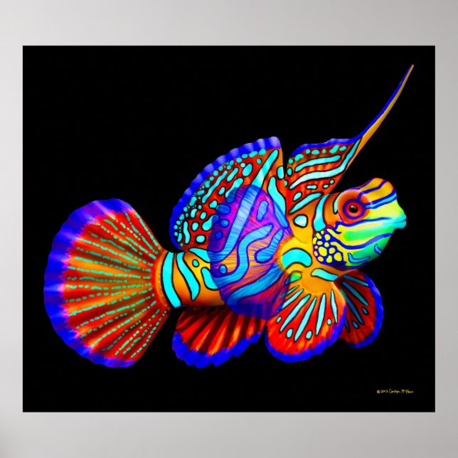 Mandarin Fish on Black Poster (Vorne)