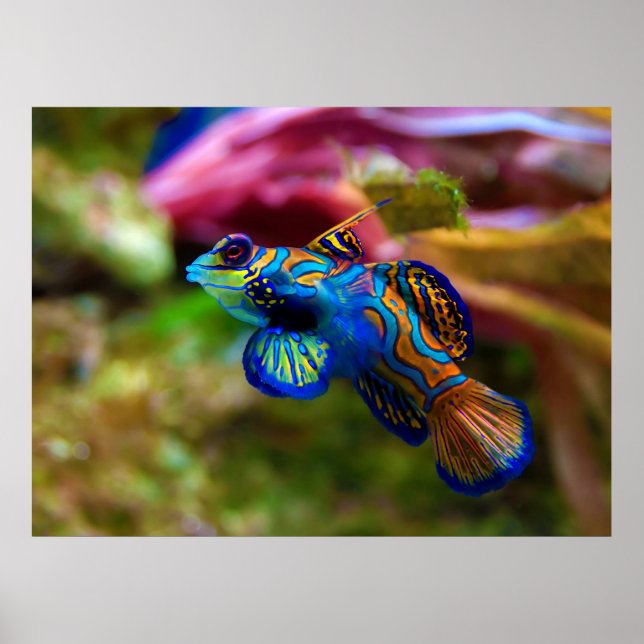 Mandarin Fish Synchiropus Splendidus Poster (Vorne)