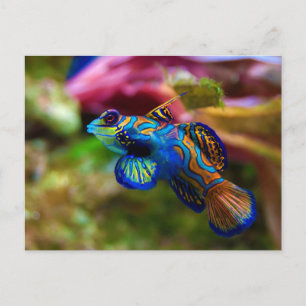 Mandarin Fish Synchiropus Splendidus Postkarte