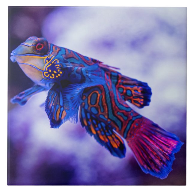 Mandarin Goby Fish Keramik Tile Fliese (Vorderseite)