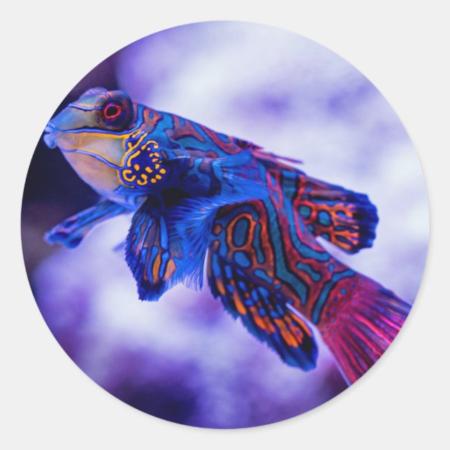 Mandarin Goby Fish Runder Aufkleber (Vorderseite)
