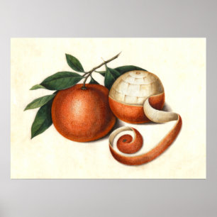 Mandarin Orange Chinesische Malerei Poster