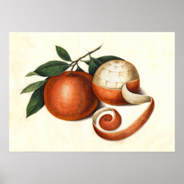 Mandarin Orange Chinesische Malerei Poster (Vorne)