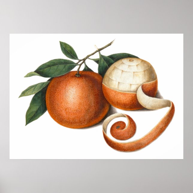 Mandarin Orange Chinesische Malerei Poster (Vorne)