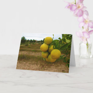 Mandarin Orange Karte