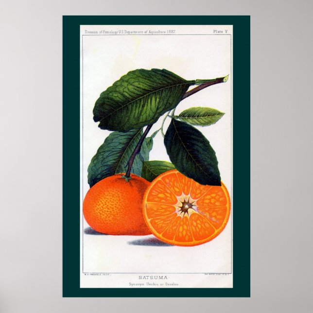 Mandarin Orange Poster (Vorne)