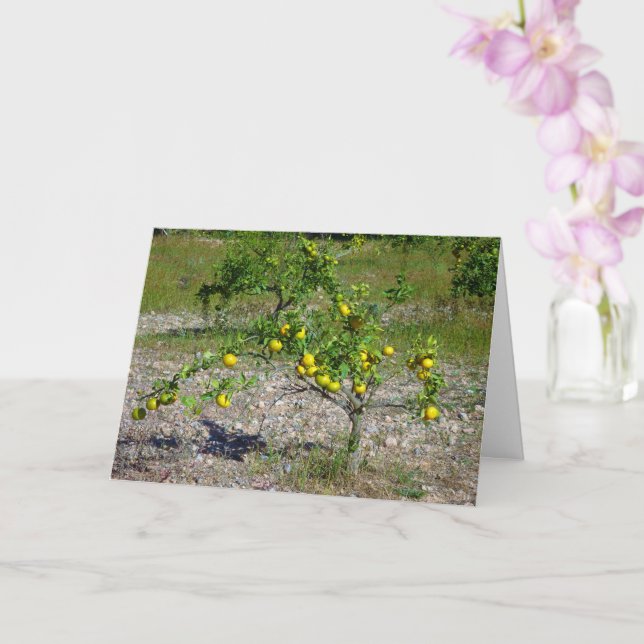 Mandarin Orange Tree Karte (Orchidee)