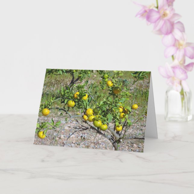 Mandarin Orange Tree Karte (Orchidee)