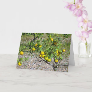 Mandarin Orange Tree Karte