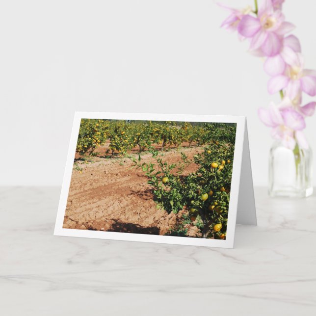 Mandarin Orange Tree Orchard Karte (Orchidee)