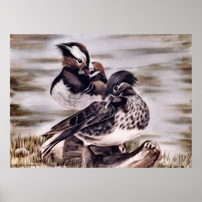 Mandarin Pair Poster (Vorne)