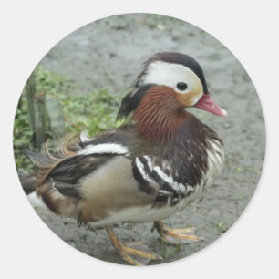 Mandarinen-Ente Runder Aufkleber