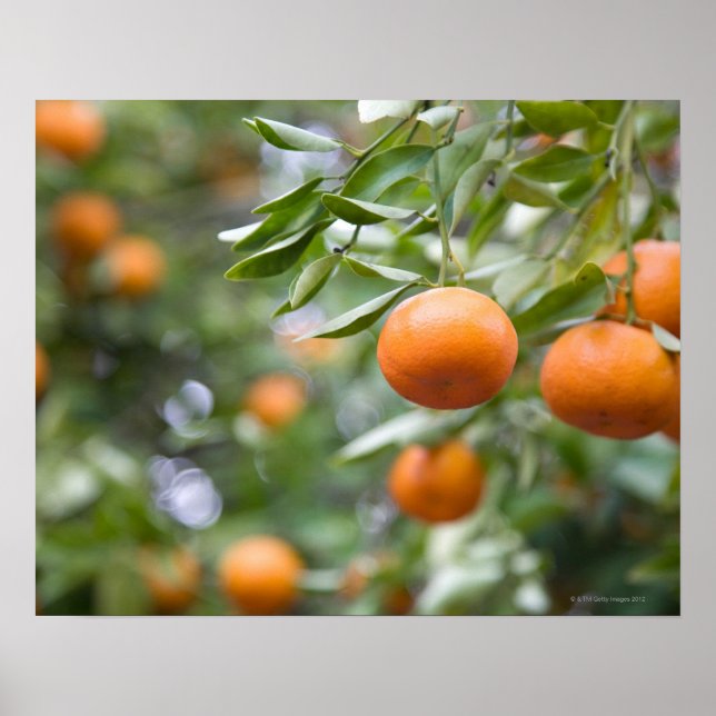 Mandarinen in Bäumen Poster (Vorne)