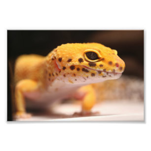 Mandarinen-Leopardgecko-Foto Fotodruck