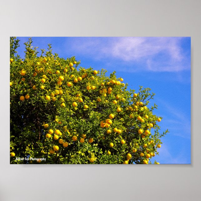 Mandarinenbaum unter blauem Himmel Poster (Vorne)