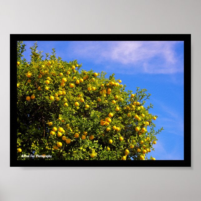 Mandarinenbaum unter blauem Himmel Poster (Vorne)