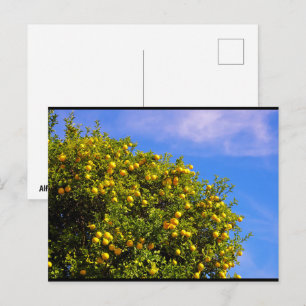 Mandarinenbaum unter blauem Himmel Postkarte