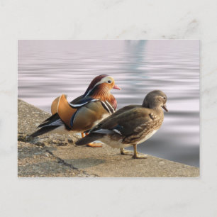 Mandarinenducks zu Gerüchtlichkeit Postkarte