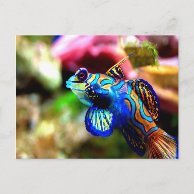 Mandarinfan Synchiropus splendidus Postkarte (Vorderseite)
