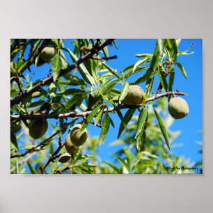 Mandel unter blauem Himmel Poster