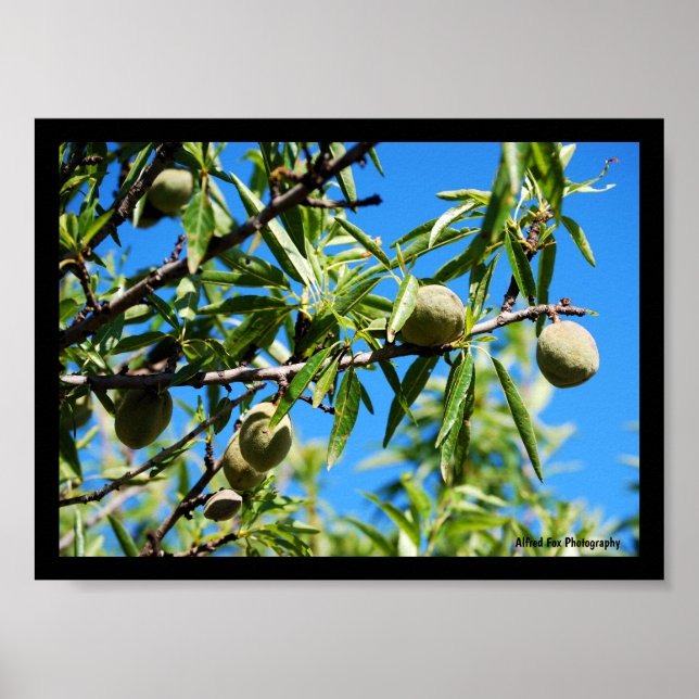 Mandel unter blauem Himmel Poster (Vorne)