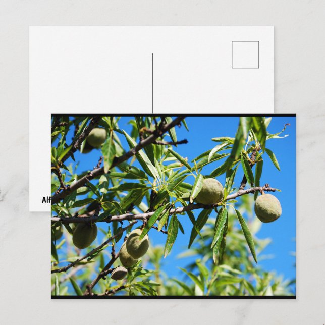 Mandel unter blauem Himmel Postkarte (Vorne/Hinten)