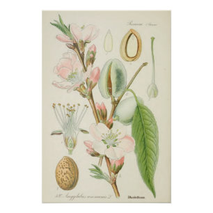 Mandelbaum, Amygdalus communis, Poster
