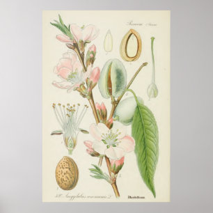Mandelbaum, Amygdalus communis, Poster