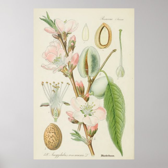 Mandelbaum, Amygdalus communis, Poster (Vorne)