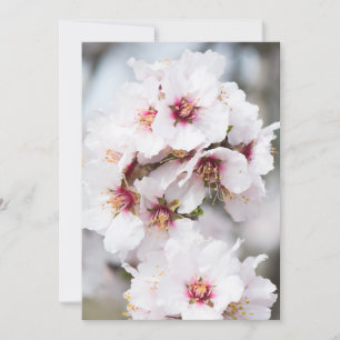 Mandelblüte Einladung